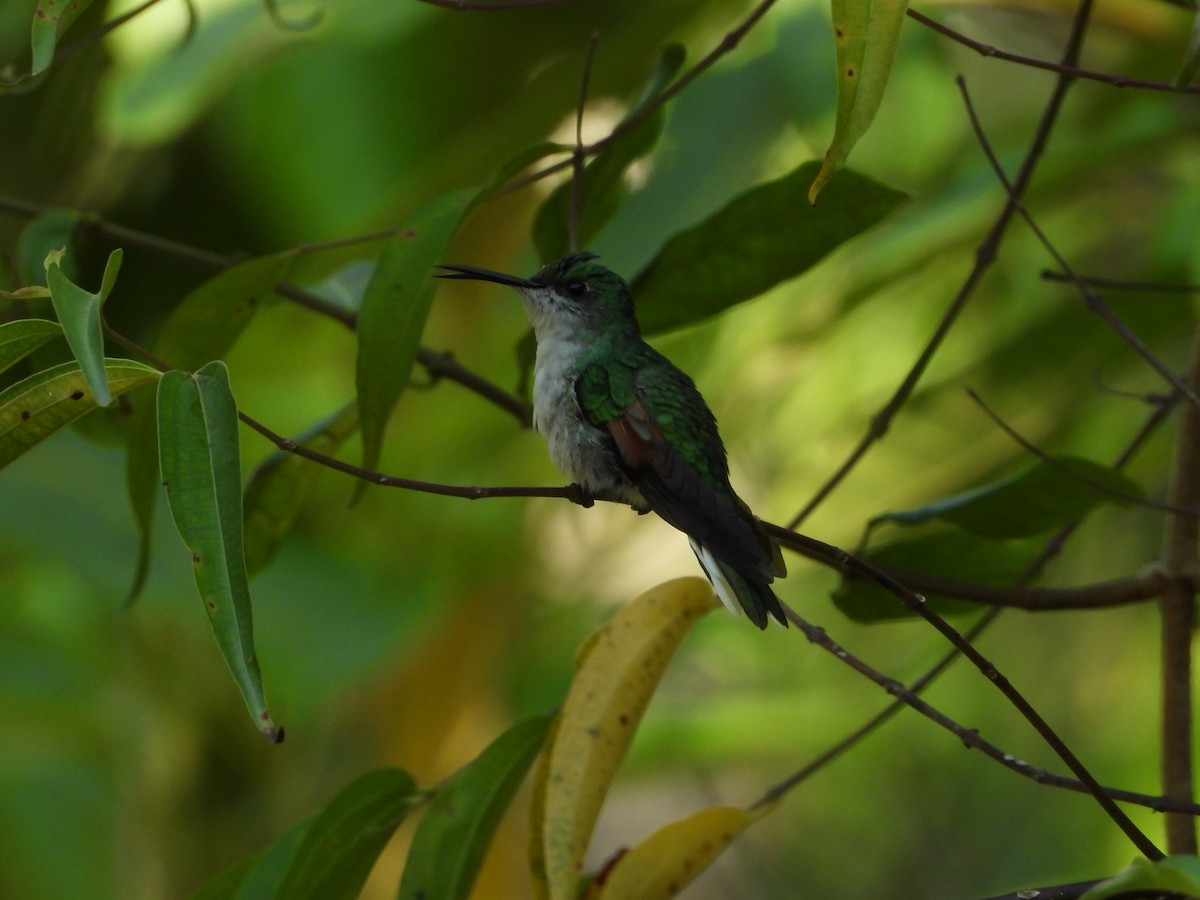 White-tailed Hummingbird - ML450763111