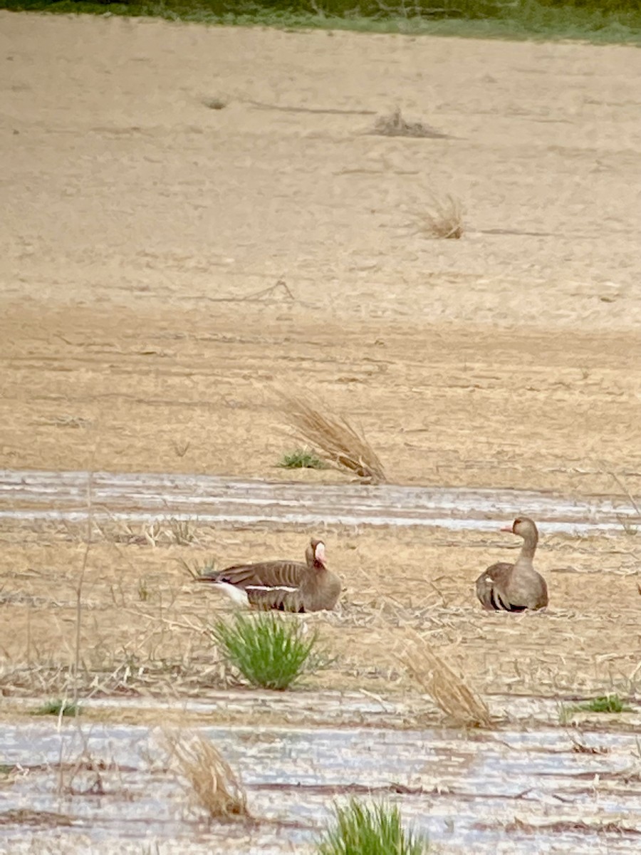 Greater White-fronted Goose - ML450763581