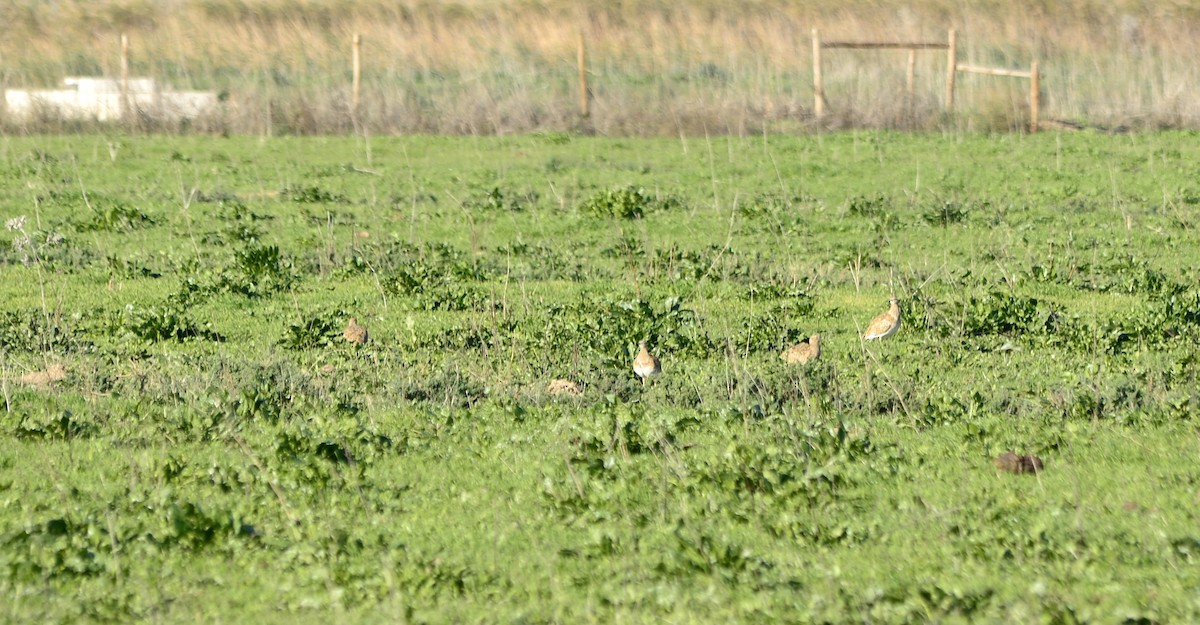 Little Bustard - ML450764661