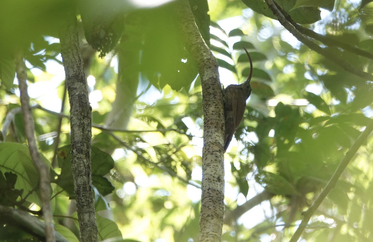 Tapajos Scythebill - ML450765191