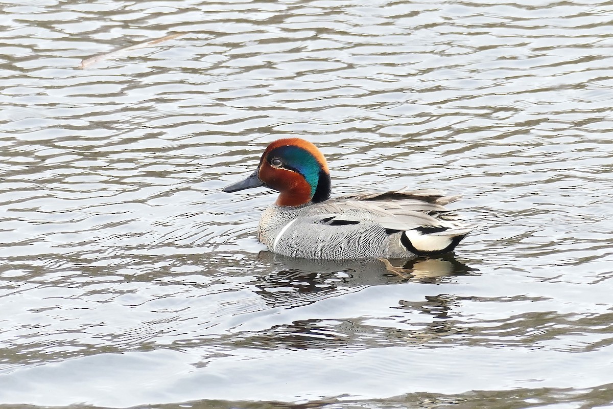 Green-winged Teal - ML450765811