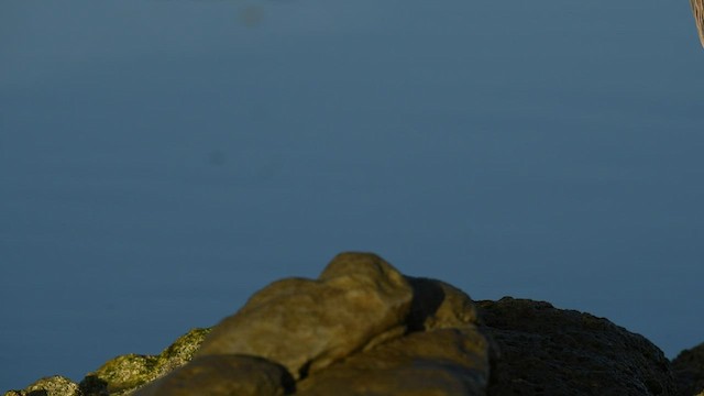 Белолицая цапля - ML450766871