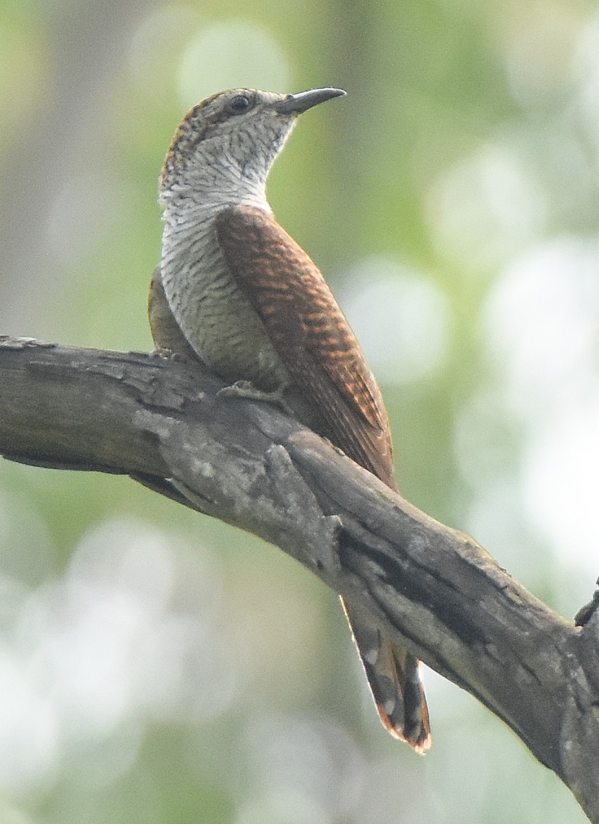 Banded Bay Cuckoo - ML450767481