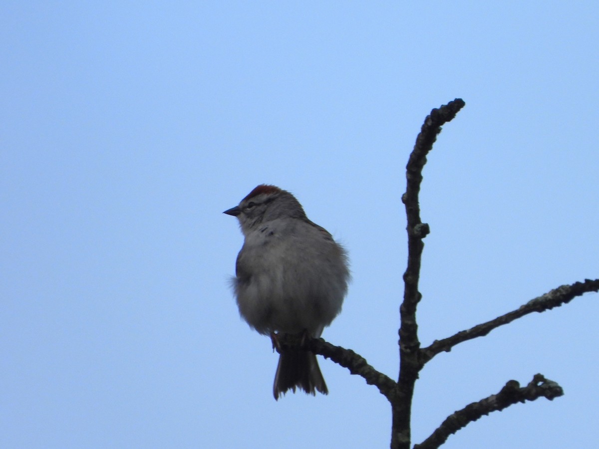 Chipping Sparrow - ML450768701