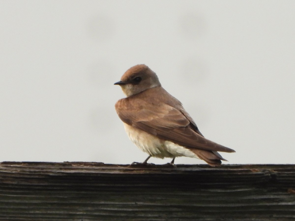 Northern Rough-winged Swallow - ML450768931
