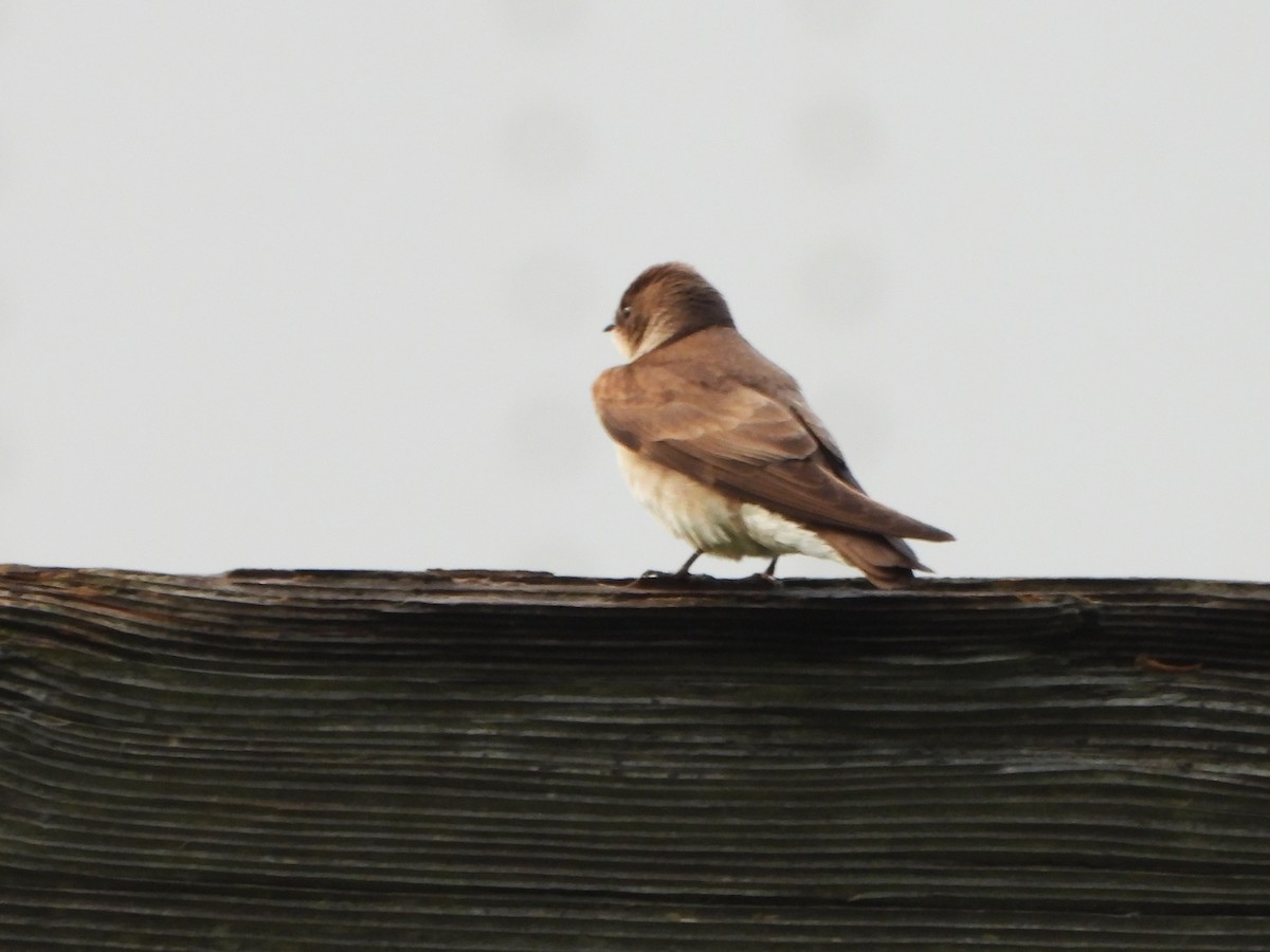 Northern Rough-winged Swallow - ML450768981
