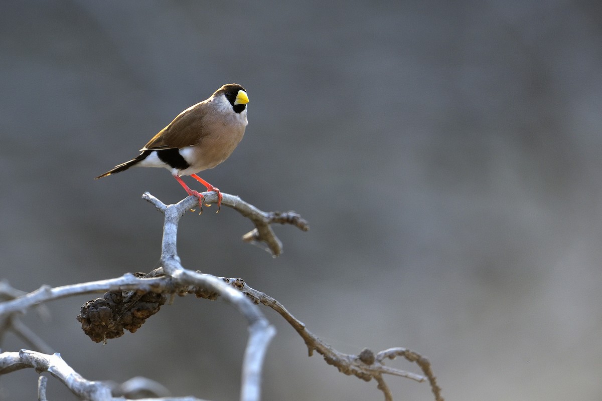 Діамантник масковий (підвид leucotis) - ML450769281