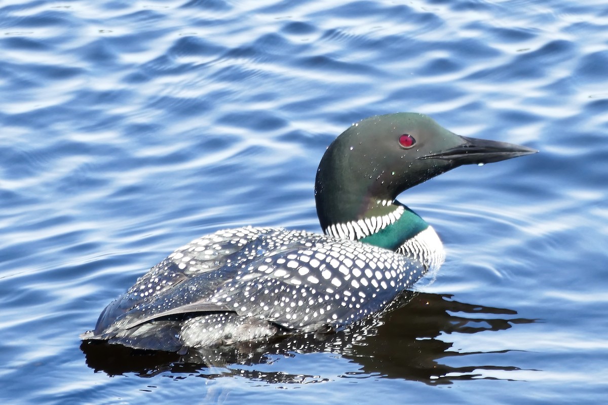 Common Loon - ML450769511