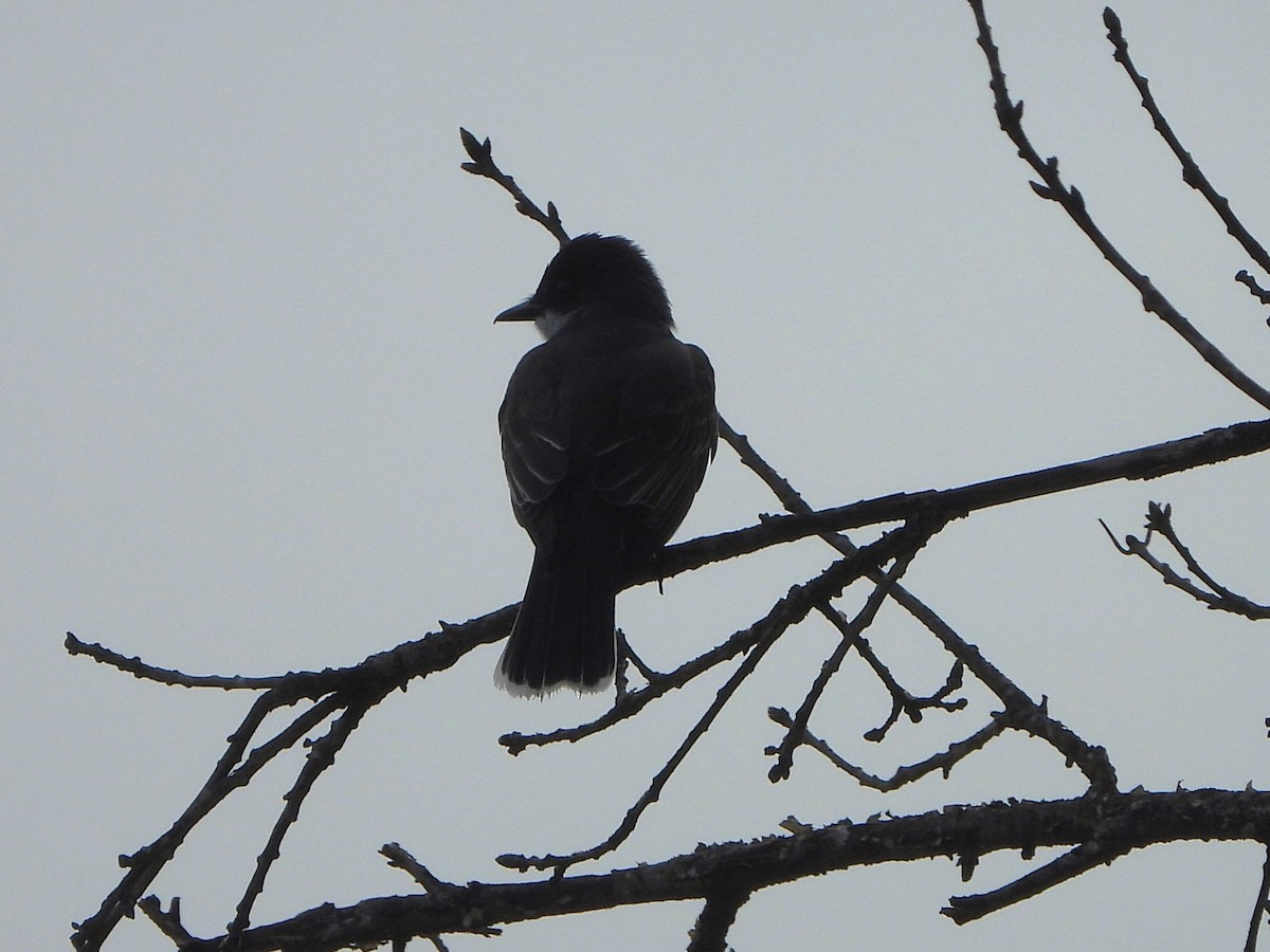 Eastern Kingbird - ML450769641