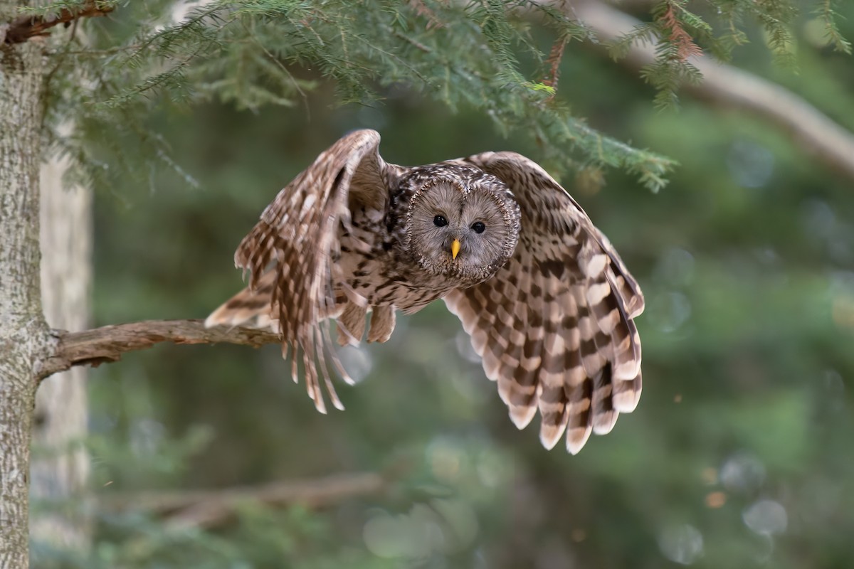 Ural Owl - ML450769781