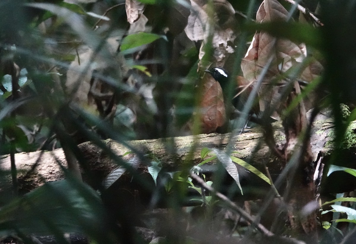 Black-bellied Gnateater - ML450769901