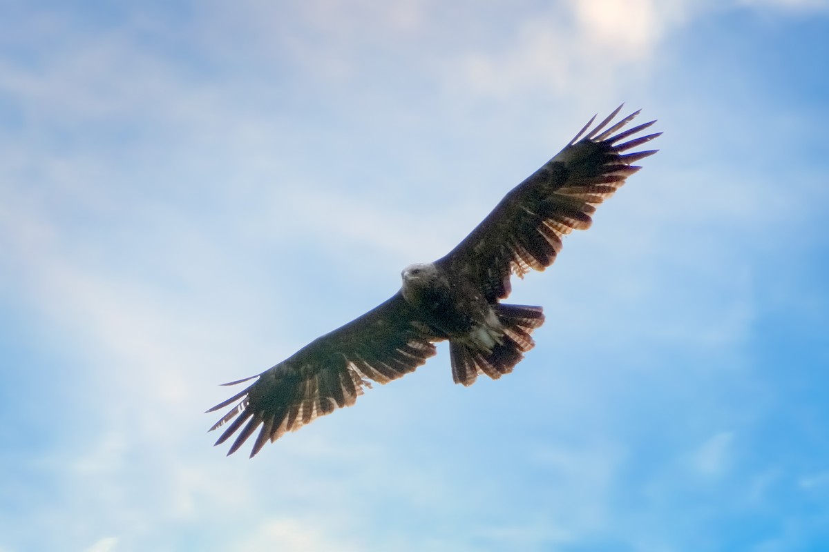 Lesser Spotted Eagle - Mario Vigo