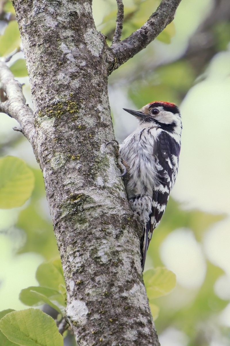 Lesser Spotted Woodpecker - ML450770381