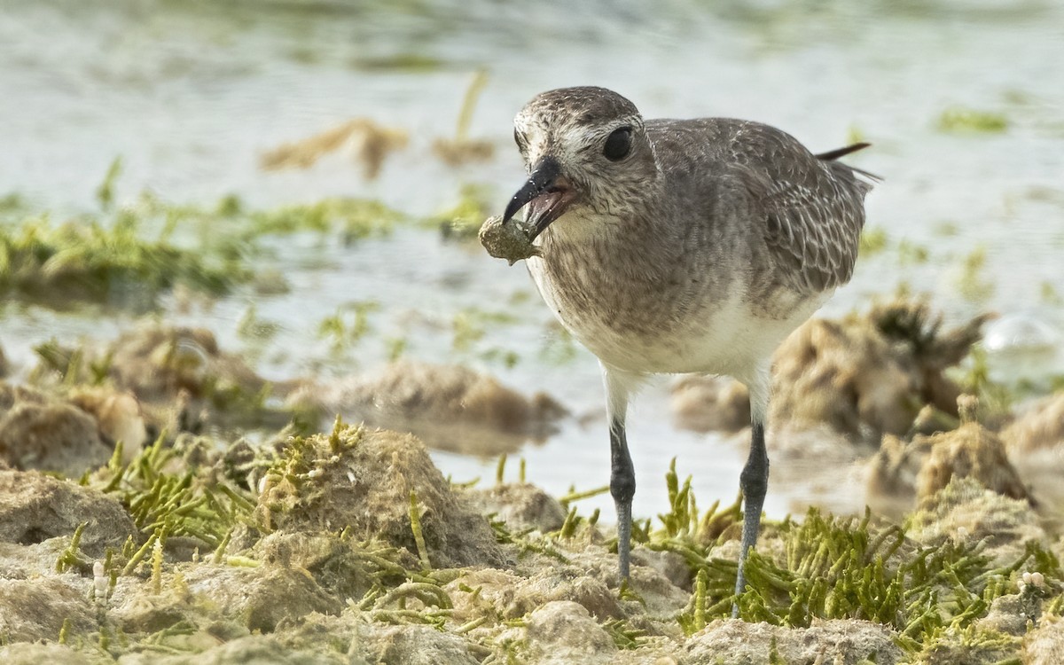 Black-bellied Plover - ML450770851