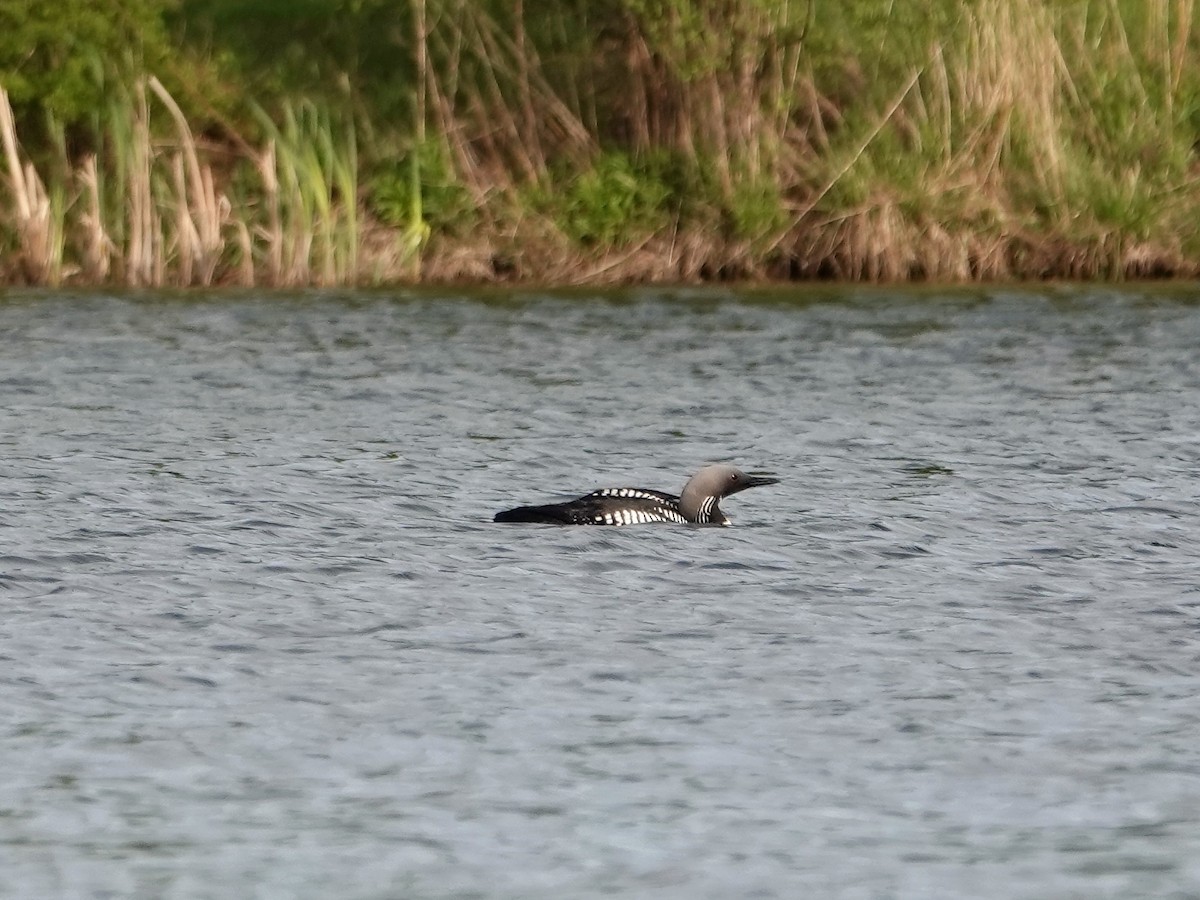 黑喉潛鳥 - ML450771351