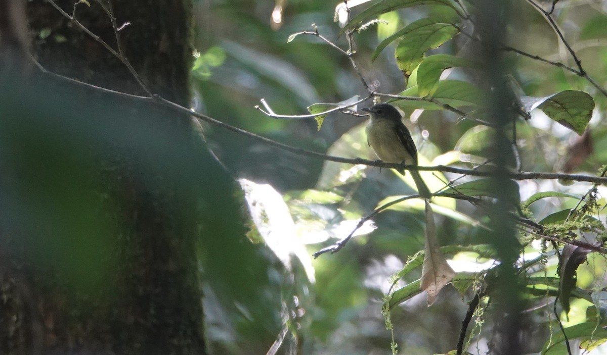 Yellow-margined Flatbill (Sucunduri) - ML450771361