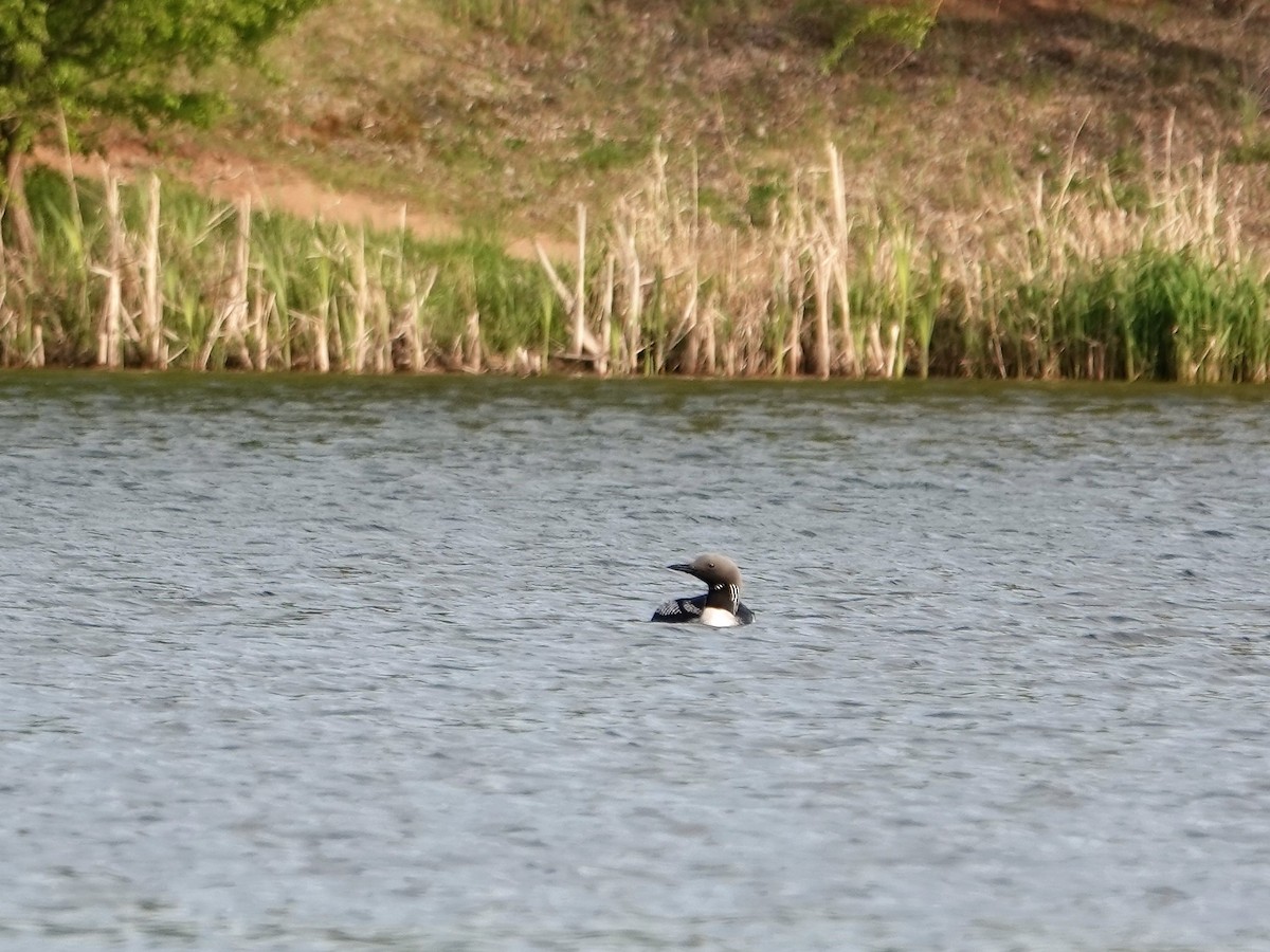 黑喉潛鳥 - ML450771641