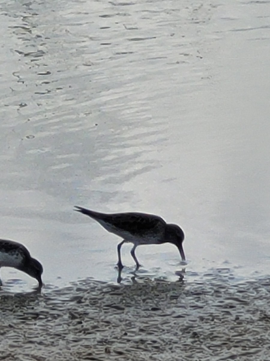 Weißbürzel-Strandläufer - ML450773521