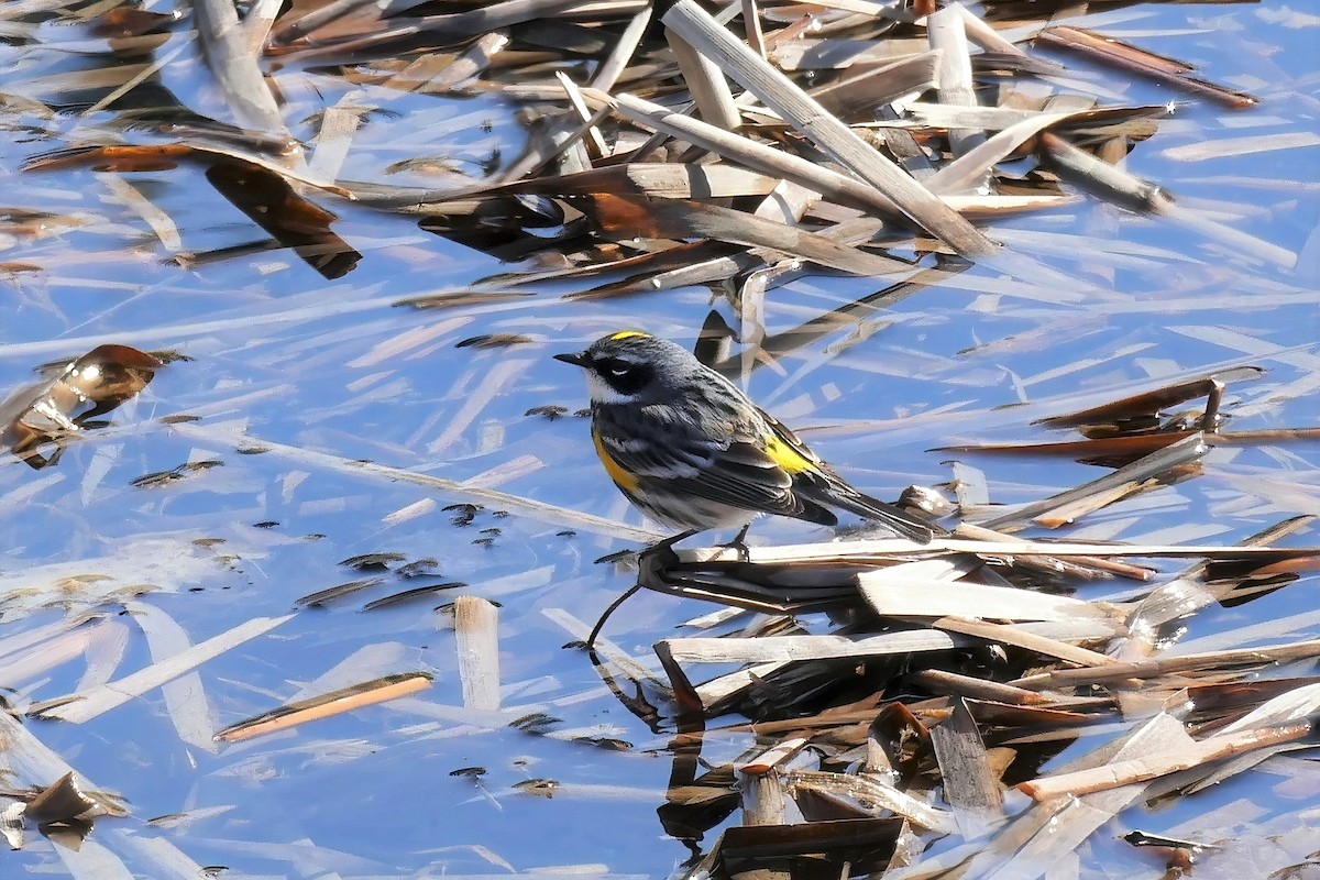 Yellow-rumped Warbler - ML450773931