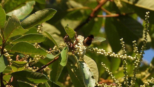 Coqueta de Guerrero - ML450774001