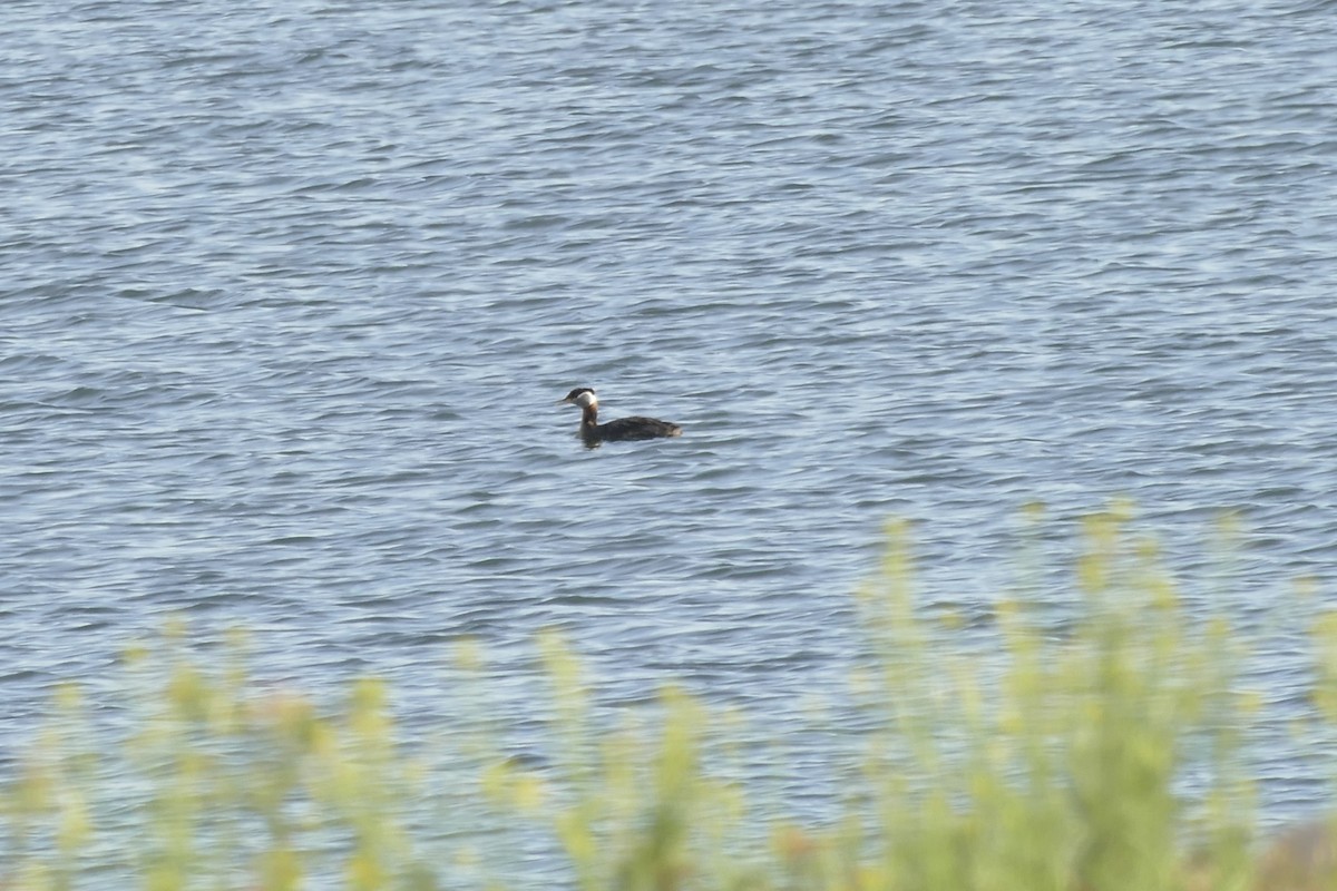 Red-necked Grebe - ML450774051