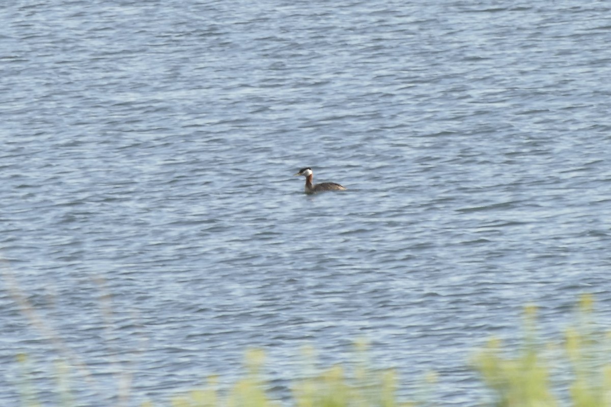 Red-necked Grebe - ML450774391