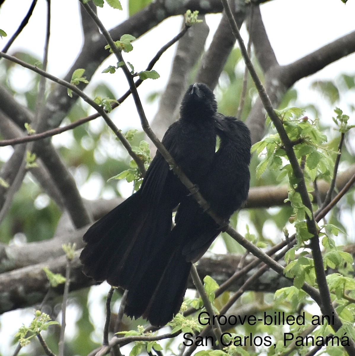 Groove-billed Ani - Richard Rasp