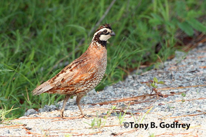 Northern Bobwhite - Tony Godfrey