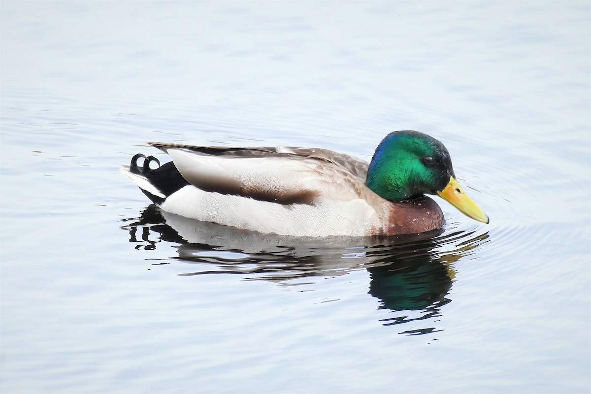Mallard - ML450775991
