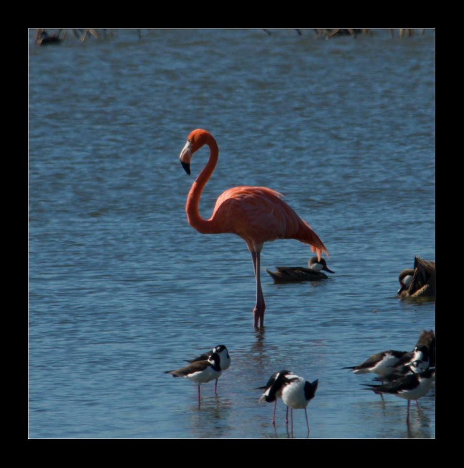 rødflamingo - ML45077601