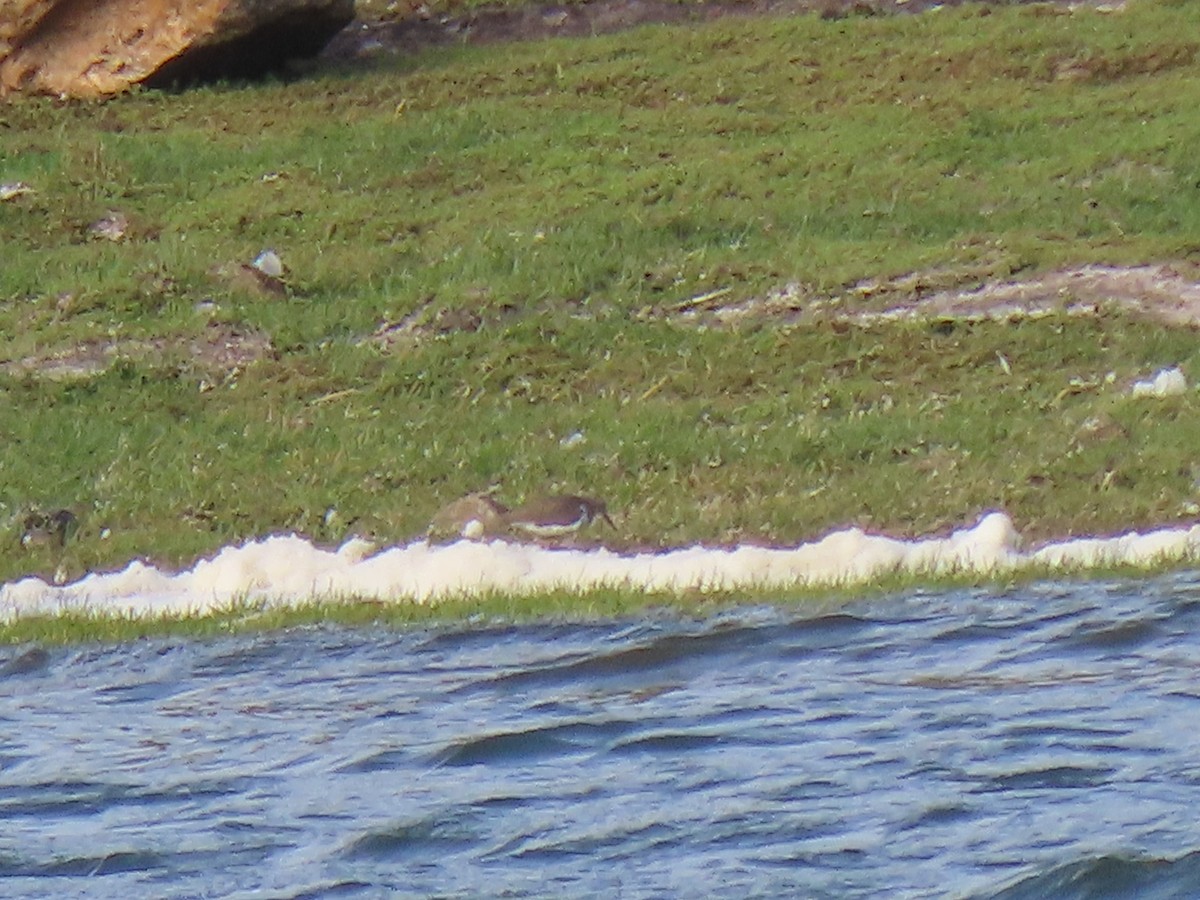 Spotted Sandpiper - ML450776861