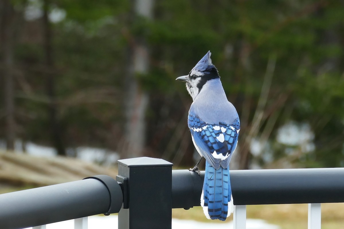 Blue Jay - ML450777201