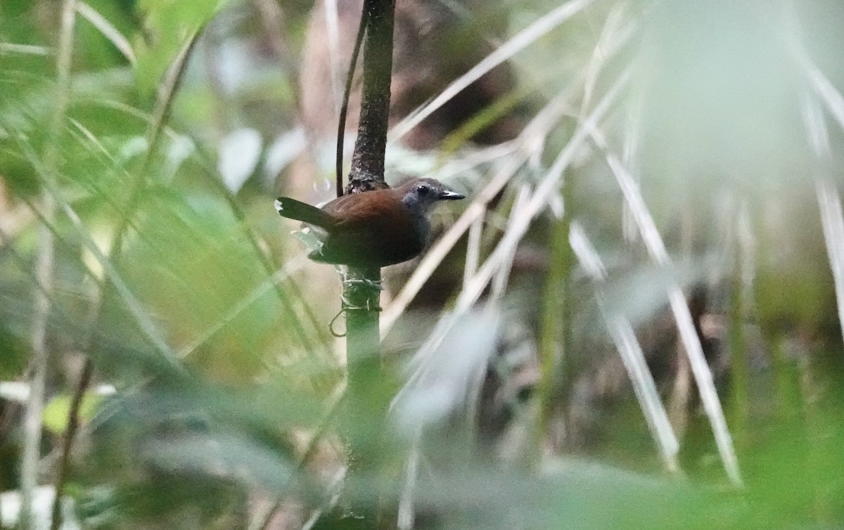 Xingu Scale-backed Antbird - Micah Riegner