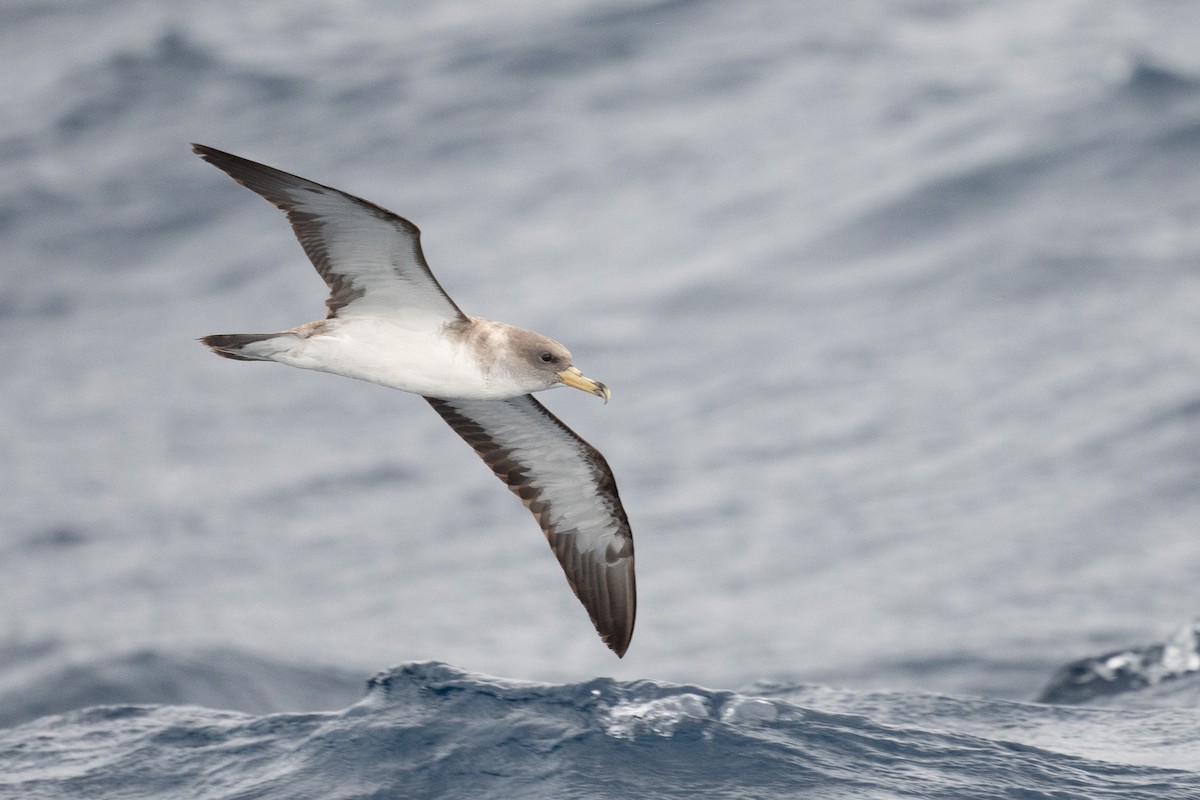 Cory's Shearwater (borealis) - Graham Deese