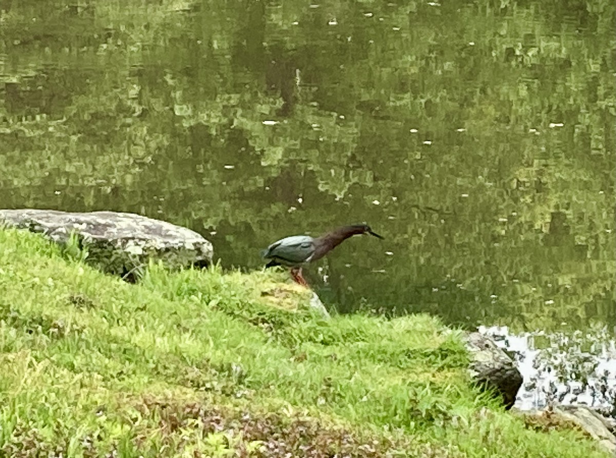 Green Heron - ML450778721