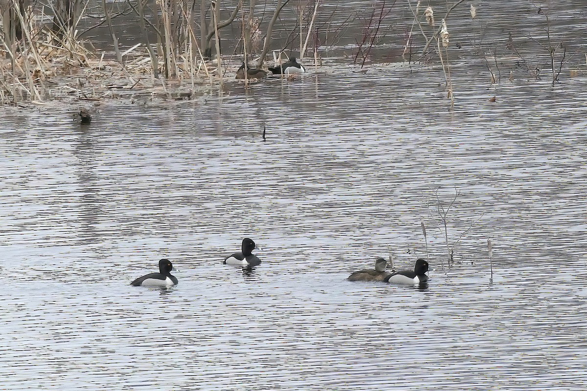 Ring-necked Duck - ML450779741