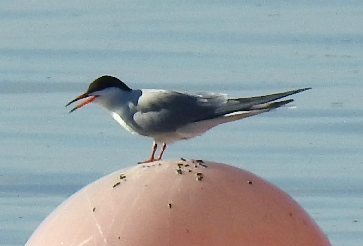 Common Tern - ML450780011