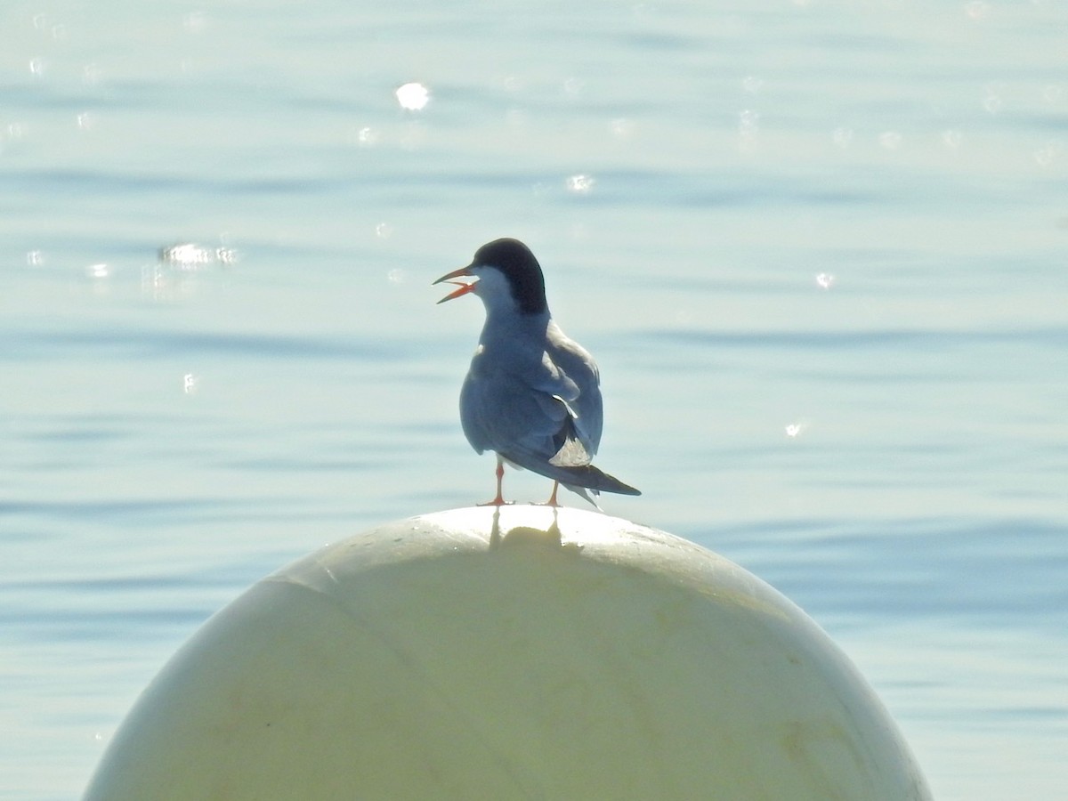 Common Tern - ML450780021