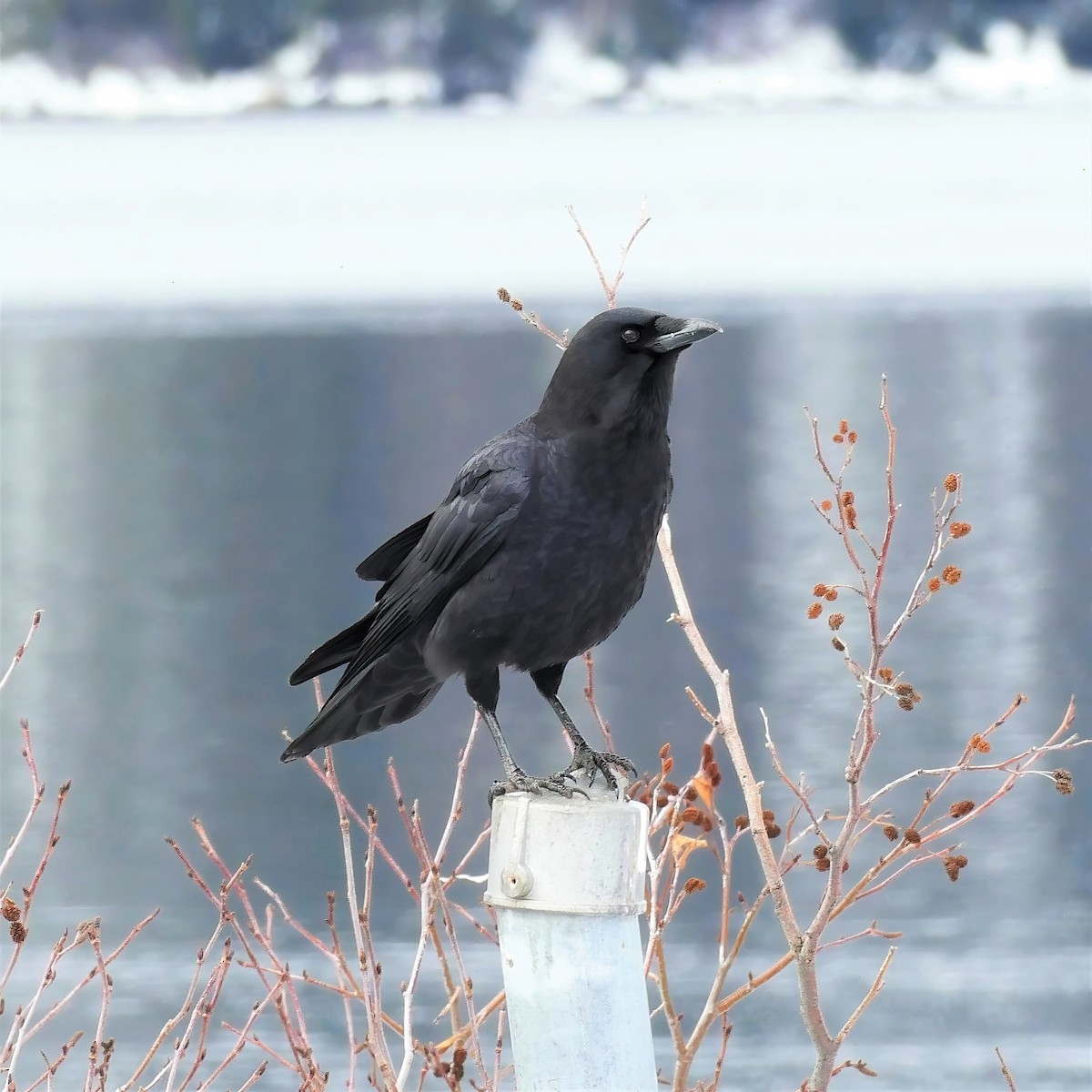 American Crow - ML450780701
