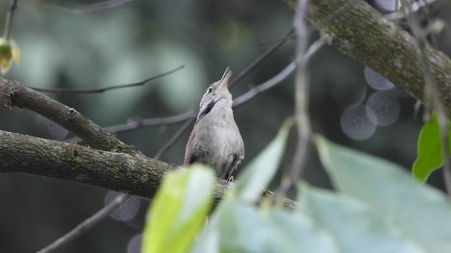 Sinaloa Wren - ML450781151