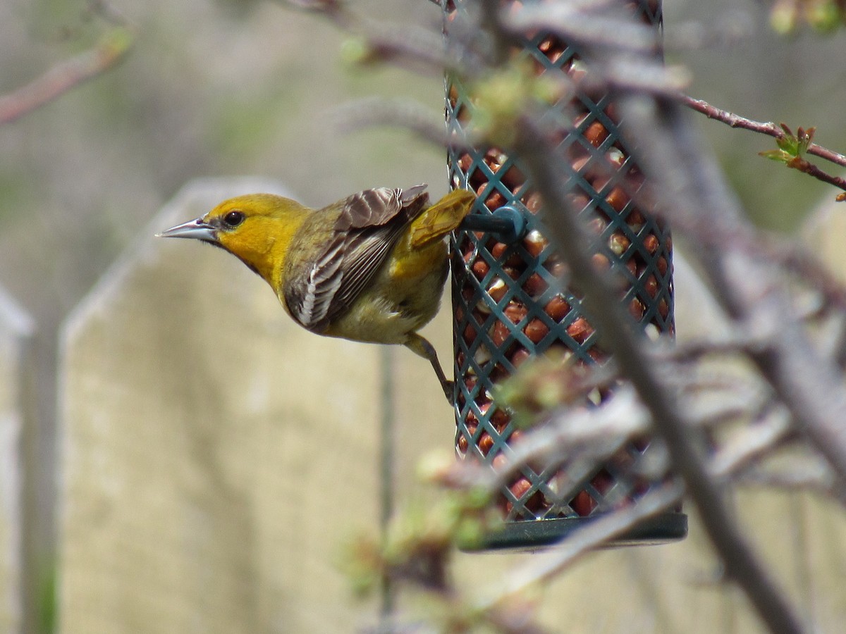 Bullock's Oriole - ML450781881