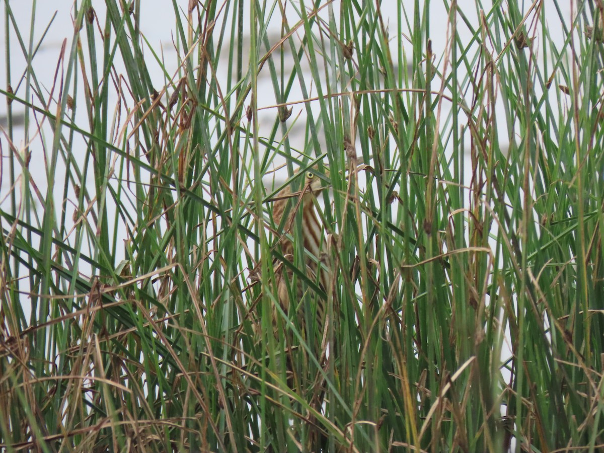 Yellow Bittern - ML450782091