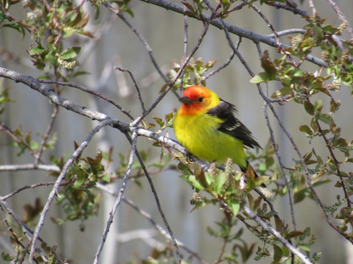 Western Tanager - ML450782151