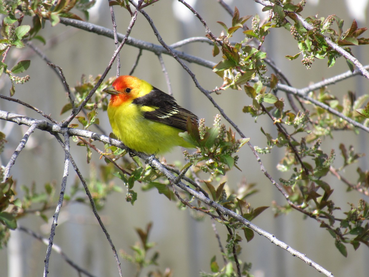 Western Tanager - ML450782331