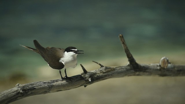 Bridled Tern - ML450782361