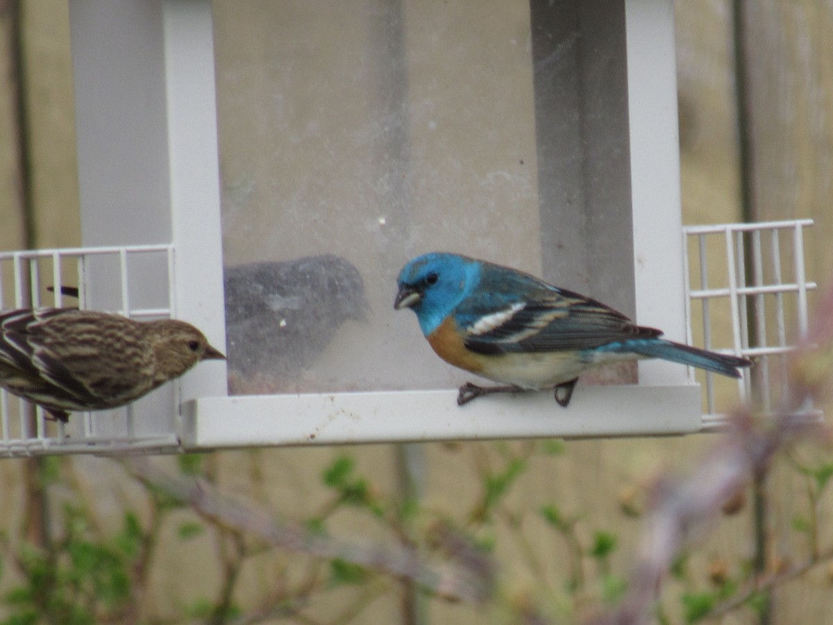 Lazuli Bunting - ML450782481