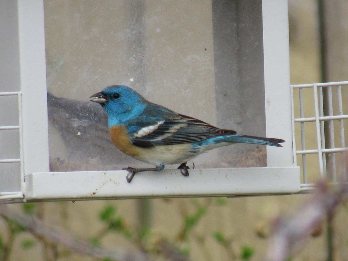 Lazuli Bunting - ML450782511