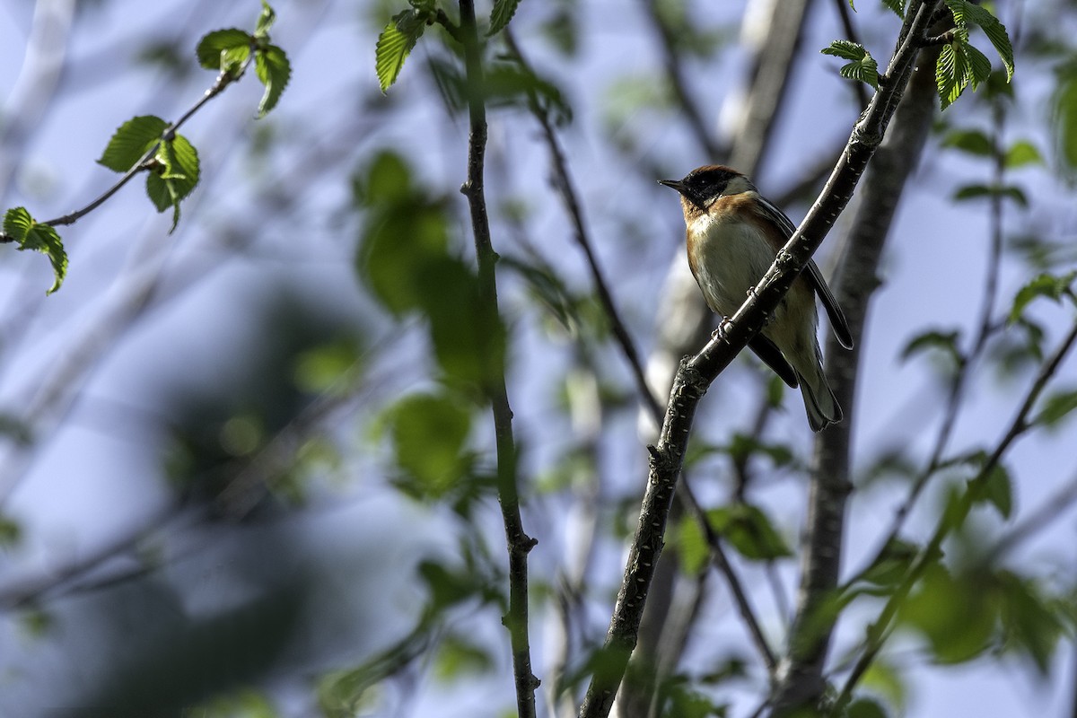 Bay-breasted Warbler - ML450782601