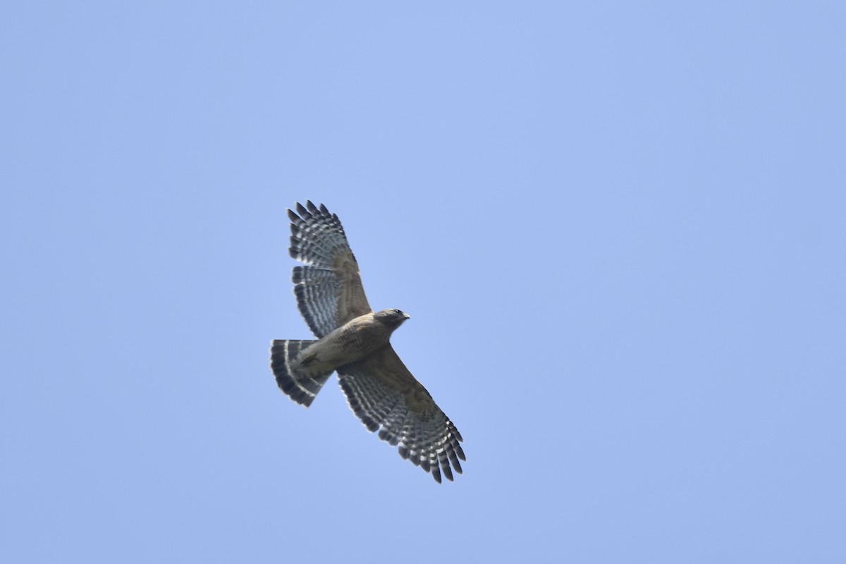 Red-shouldered Hawk (lineatus Group) - ML450782611