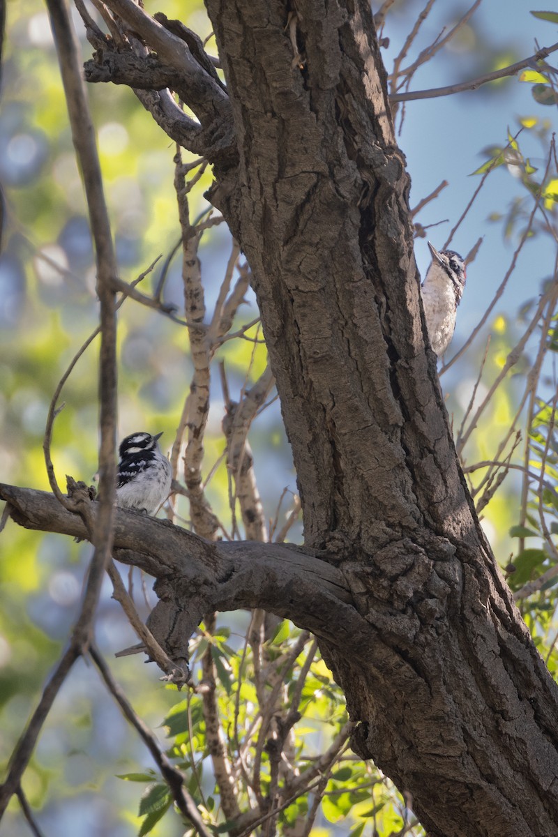 Hairy Woodpecker - Gary Witt